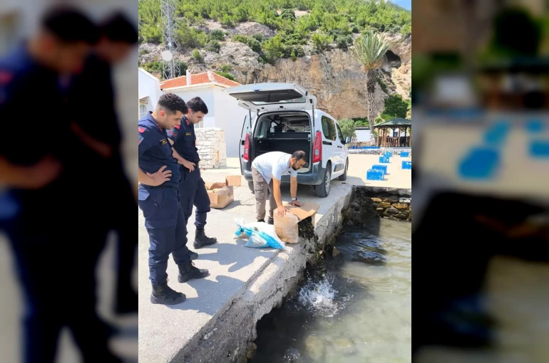 Söke’de kaçak su ürünleri nakline geçit verilmedi 