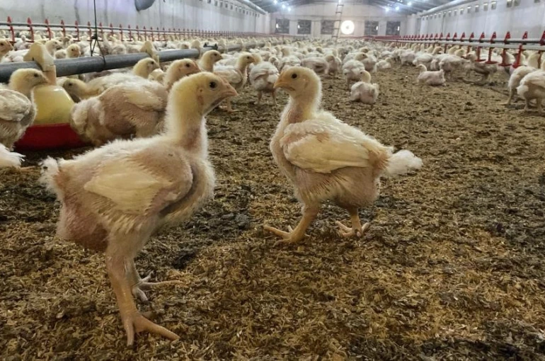 Söke’de üreticilere Kuş Gribi riski uyarısı