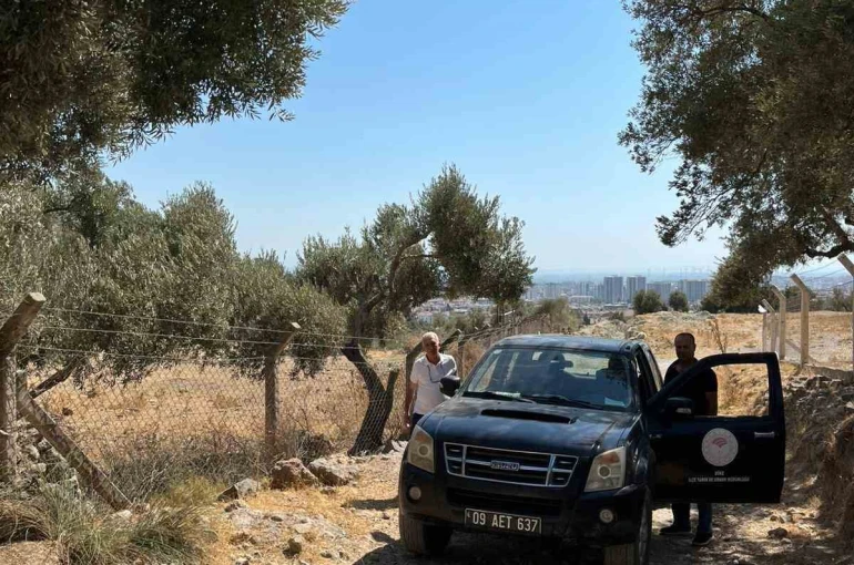 Söke’de zeytin rekolte tahmin çalışmaları başladı 