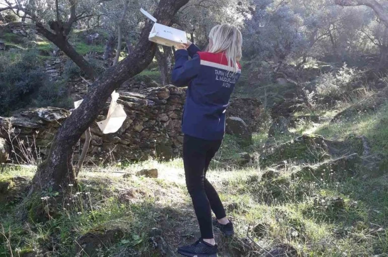 Söke’de zeytin sineği mücadelesi devam ediyor