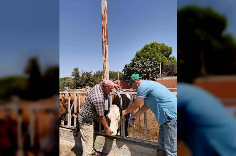 Sökeli yetiştiricilere ’düşen kulak küpesi’ uyarısı