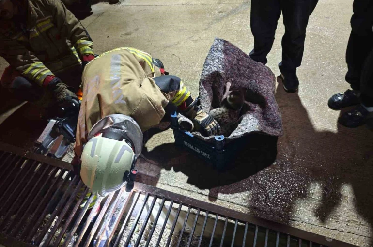 Su giderine yavrulayan anne kedi ve yavrularını itfaiye kurtardı 