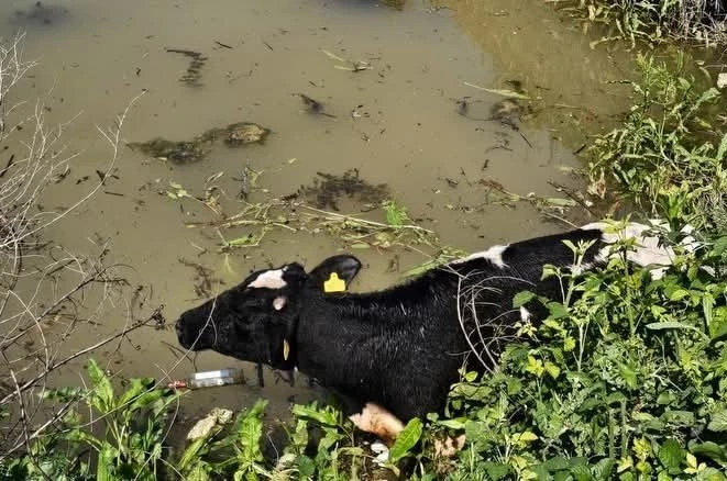 Su kanalına düşen inek itfaiye ekipleri tarafından kurtarıldı 