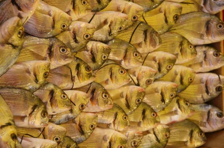 Su Ürünleri Derneği: En güvenilir protein kaynağı sularda 