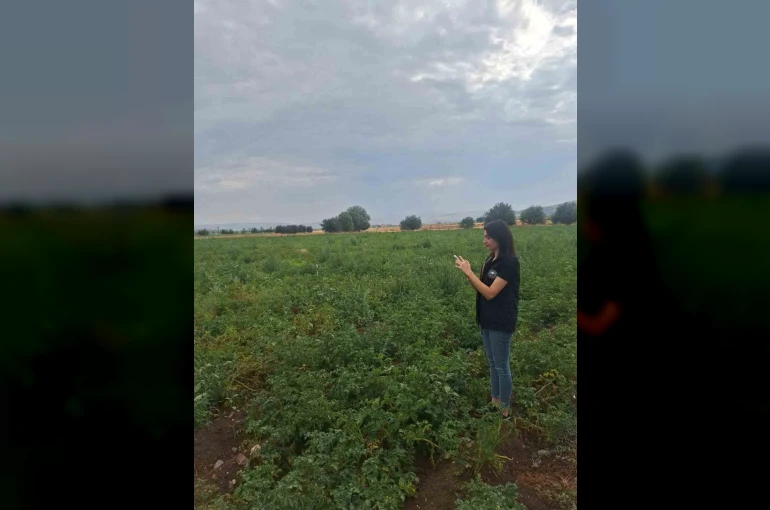 Şuhut’ta patates üretim alanlarında saha kontrolleri sürüyor