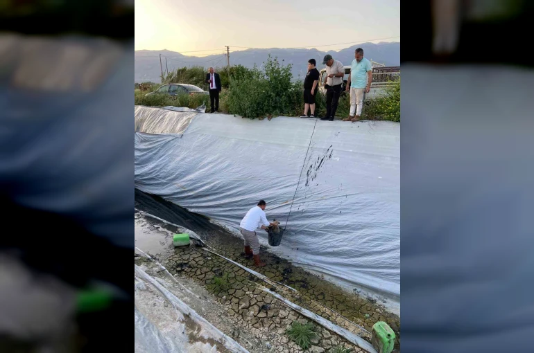 Sulama havuzuna düşen 5 yavru köpeği belediye ekipleri kurtardı 