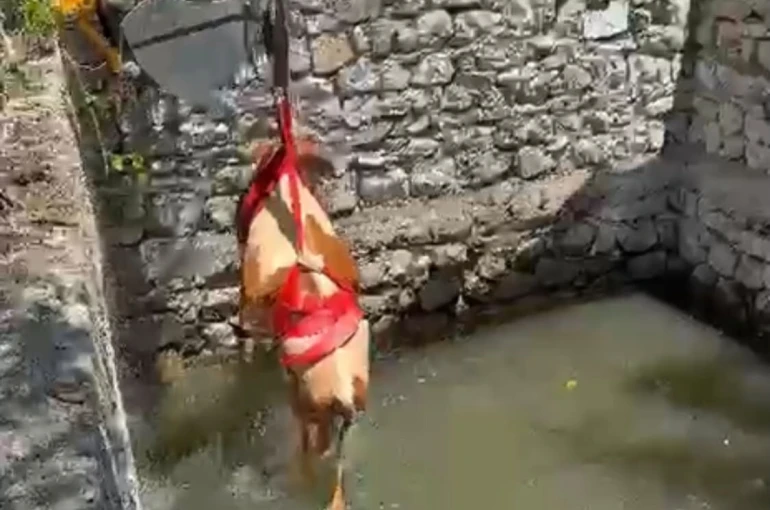 Sulama havuzuna düşen gebe inek 2 saatlik çalışmayla kurtarıldı 