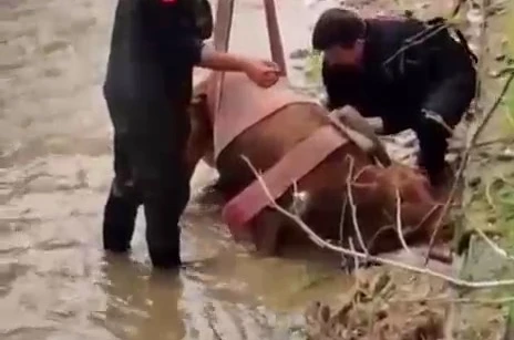 Sulama kanalına düşen ineği itfaiye kurtardı 