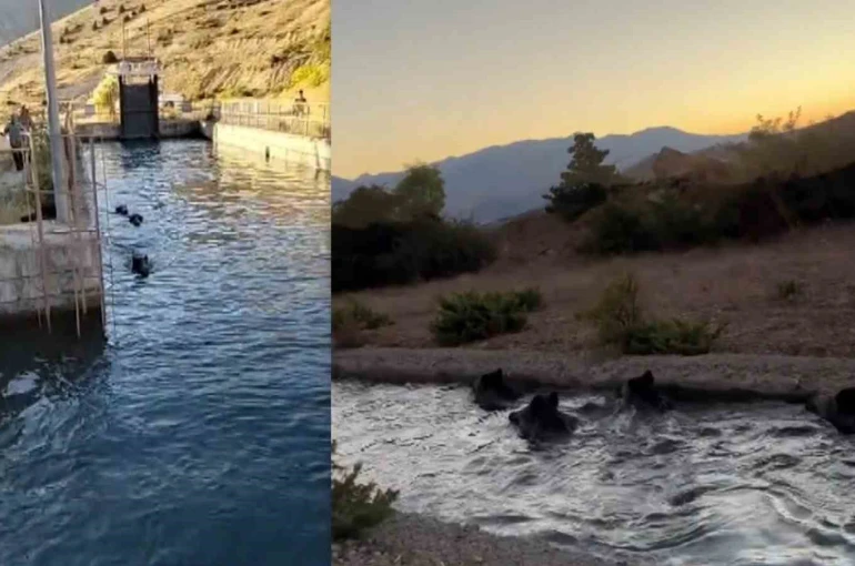 Sulama kanalında akıntıya kapılan domuz sürüsü ilginç görüntü oluşturdu 