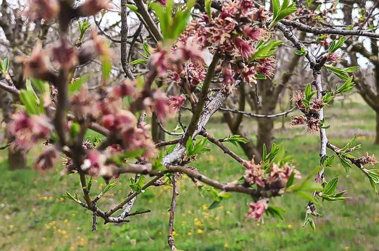 Sultandağı’nda kayısı ve erikleri don vurdu, kiraz kurtuldu 