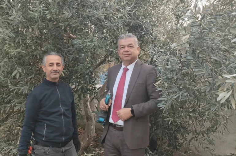 Sultanhisar’da zeytin budama kursu başladı 