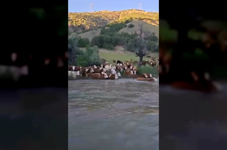 Sürü halinde suya girdiler, Kelkit Çayı’nı yüzerek geçtiler