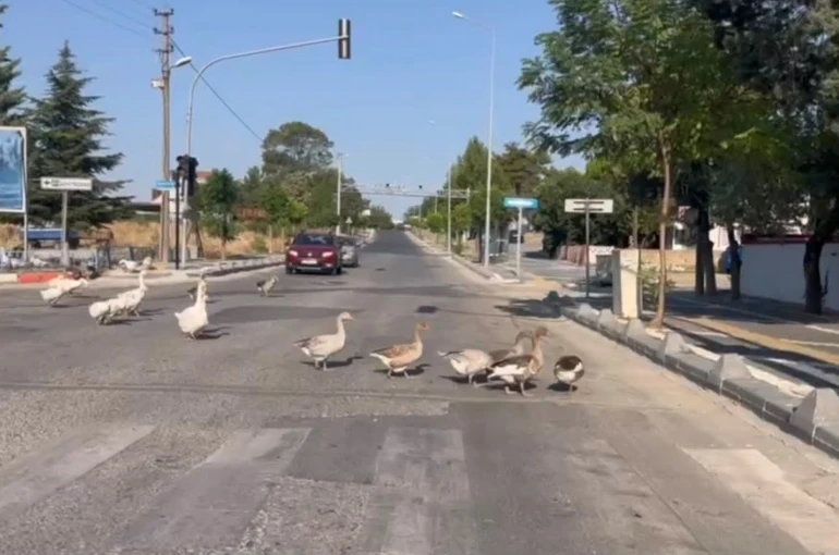 Sürücüleri gülümseten anlar: Kazlar trafiği durdurdu