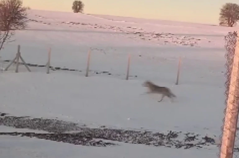 Sürüden ayrılarak mahsur kalan kurt, cep telefonu ile görüntülendi 