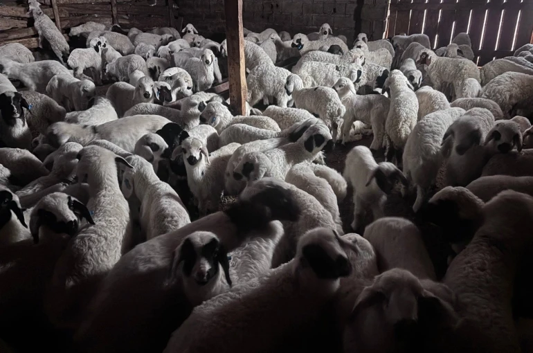 Sürülerde bahar hareketliliği: Kuzular annelerini böyle buldu 