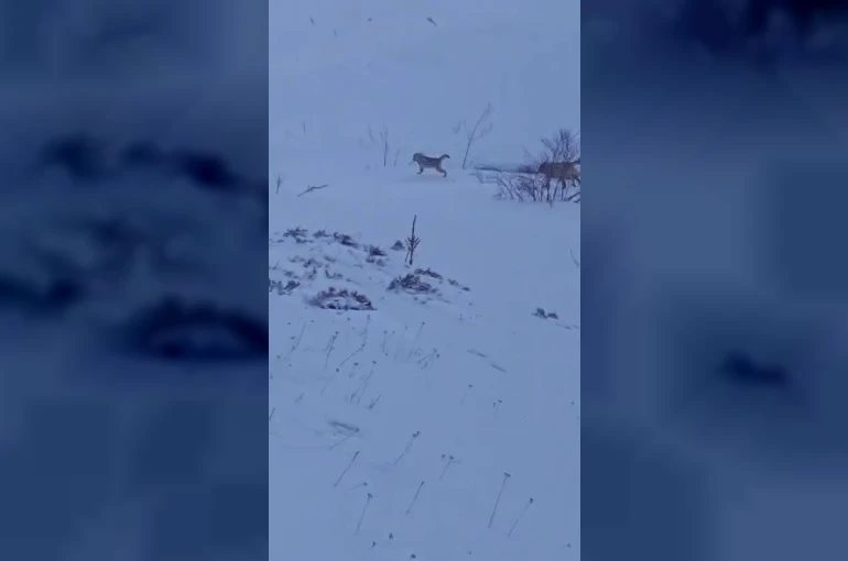 Sürüye saldıran kurt kangal köpeği tarafından engellendi 