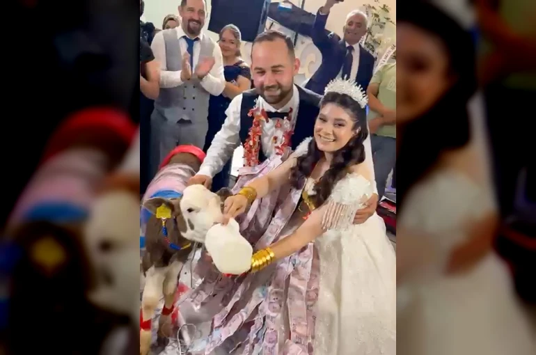 Takı merasiminde altın yerine dişi buzağı hediye edildi 