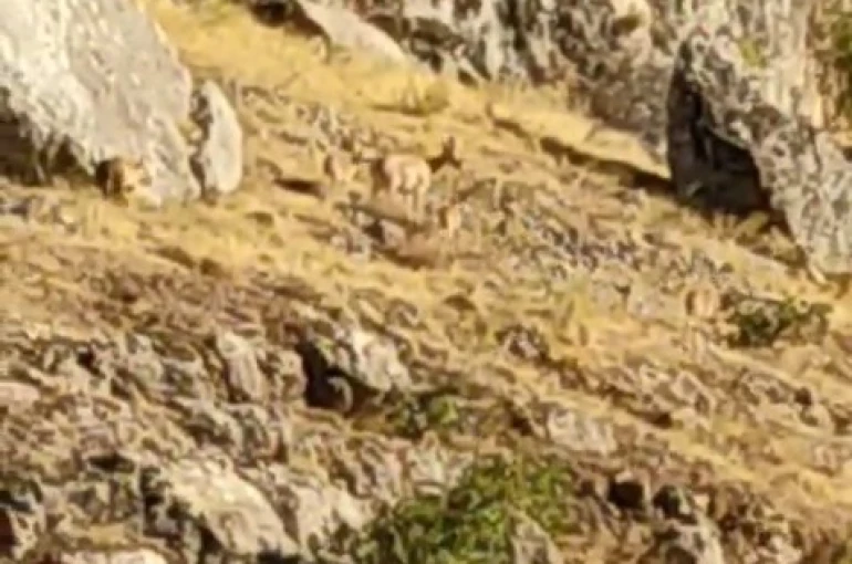 Tarihi Harput Mahallesi’nde dağ keçileri görüldü