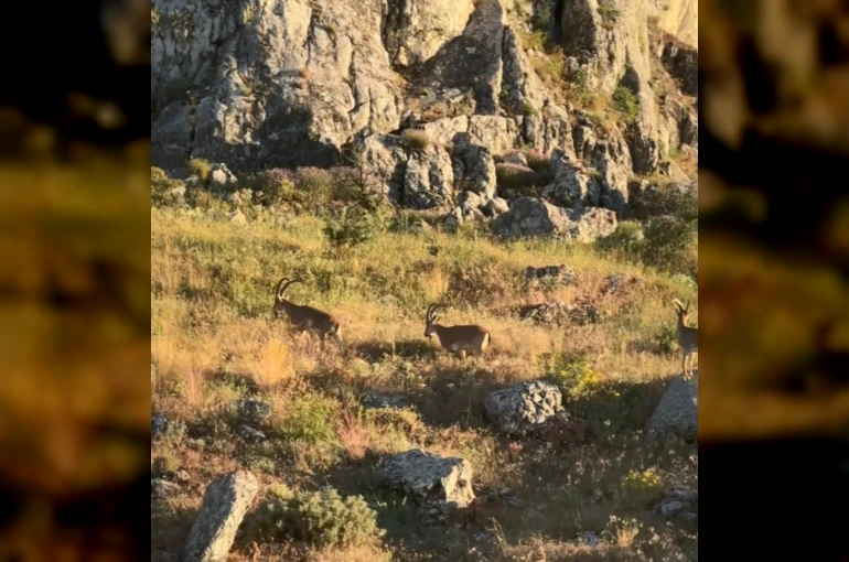 Tarihi Harput’ta dağ keçileri görüldü 