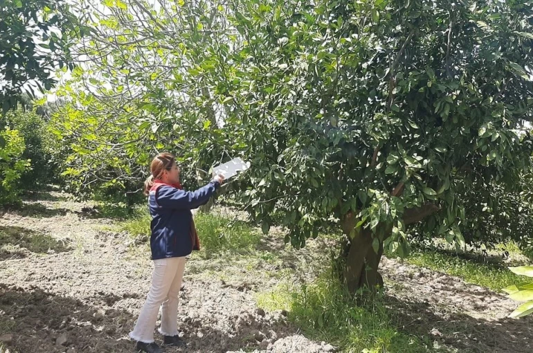 Tarım arazilerinde hastalık ve zararlı mesaisi 