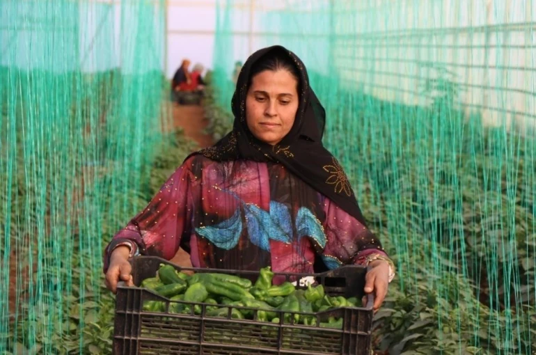 Tarım-GFE yıllık yüzde 34,24 arttı 