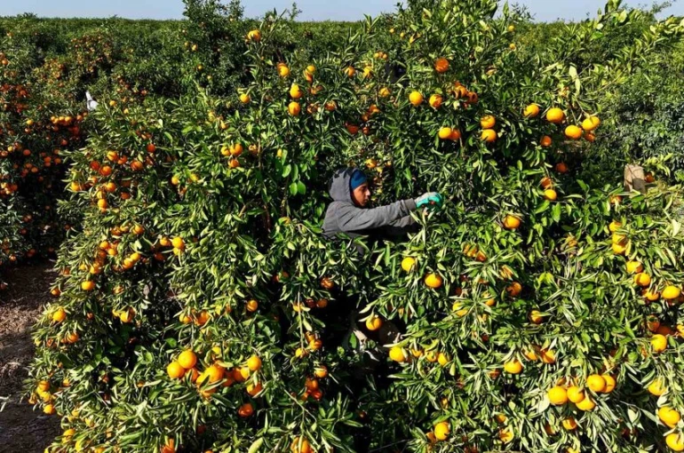 Tarım işçilerinin grevi mandalinayı dalında bıraktı: Kilosu 3 liraya kadar geriledi 