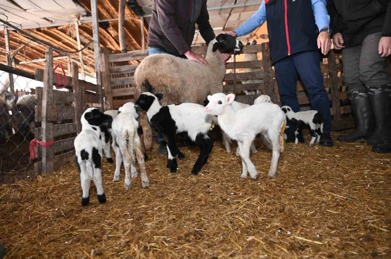 Tarım teşkilatı koyunu 9 doğuran besiciyi ziyaret etti 