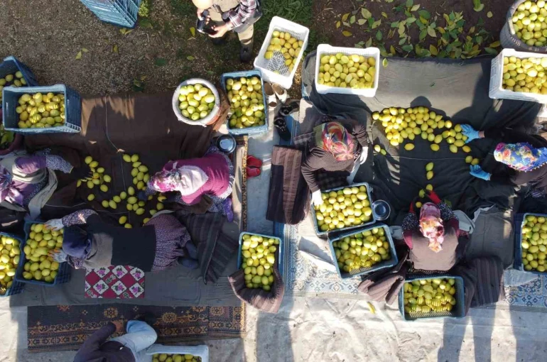 Tarım-ÜFE yıllık yüzde 40,10 arttı 