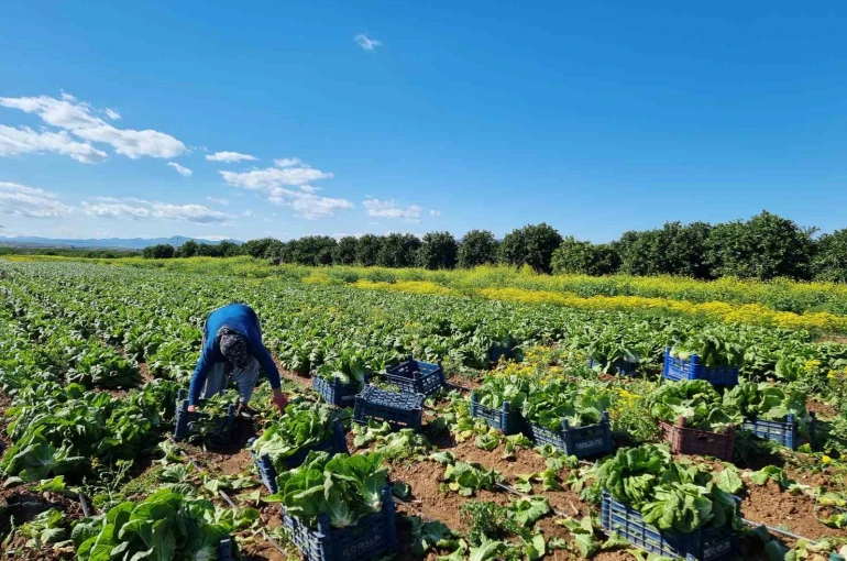 Tarım üretici fiyatlarında aylık düşüş, yıllık yükseliş