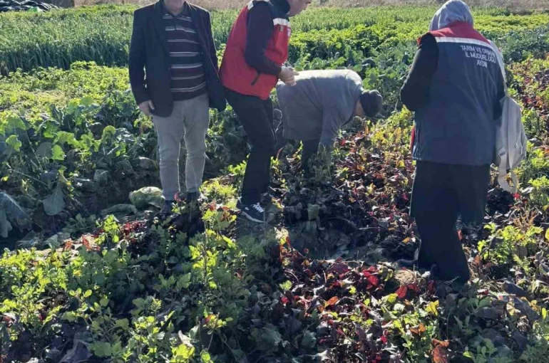Tarımda kimyasalsız üretime yerinde inceleme 
