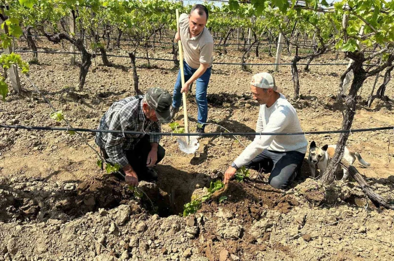 TARİŞ’ten bağlara yakın takip 