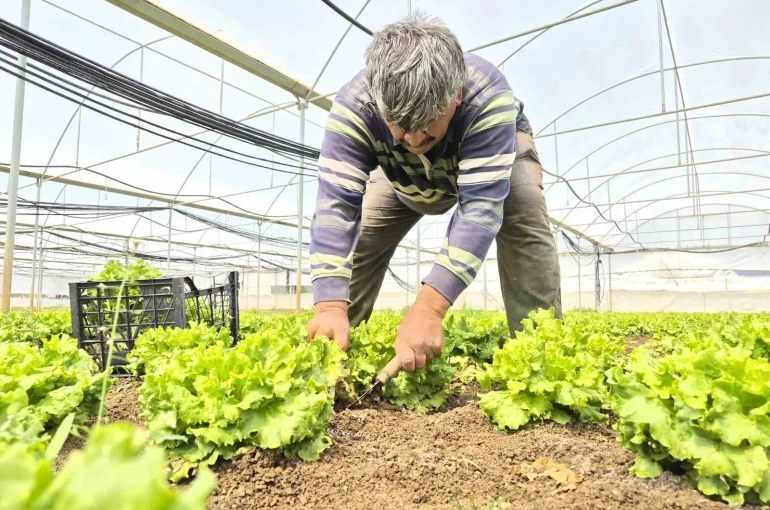 Tarlada ortalama 15 TL olan marul tezgahlarda 100 TL’ye satılıyor