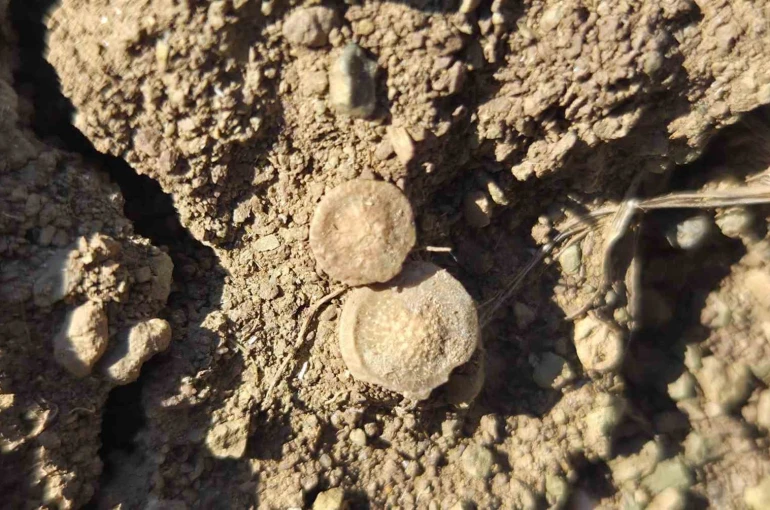 Tarladan bakliyat değil fosil fışkırdı