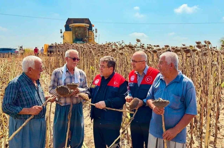 Tarsus’ta ayçiçeğinde 4 bin 485 ton rekolte bekleniyor 