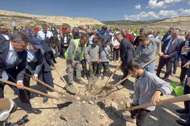 Taşınan her zeytin ağacına karşılık fidan: Milas’ta 4 bin zeytin toprakla buluştu 