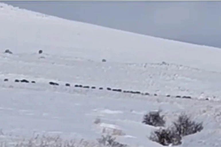 Tatvan kırsalında domuz sürüsü görüntülendi 