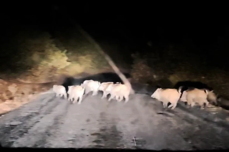 Tatvan’da domuz sürüsü görüntülendi 