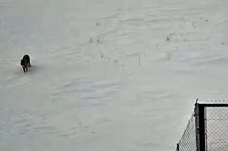 Tatvan’da kurt görüntülendi 