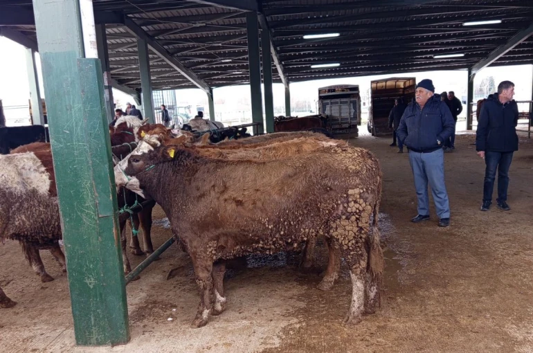 Tavşanlı hayvan pazasında Kurban Bayramı öncesi hareketlilik erken başladı 