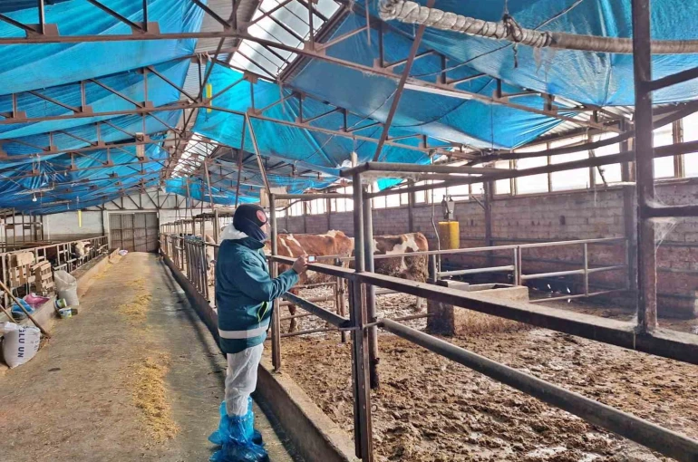 Tavşanlı’da hayvancılık işletmelerine yönelik besilik hayvan kapasite tespit çalışması