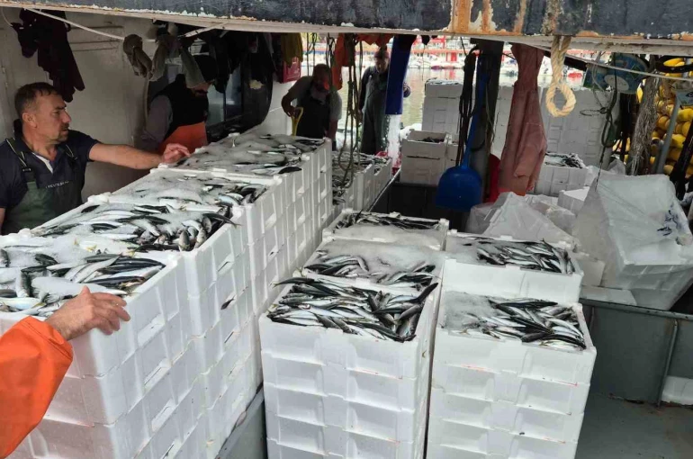 Tayfalar mutlu: Yüzlerce kasa balık yakalandı