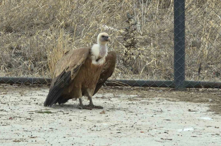 Tedavi edilen yaban kuşları özgürlüğe kanat çırpmaya hazır 