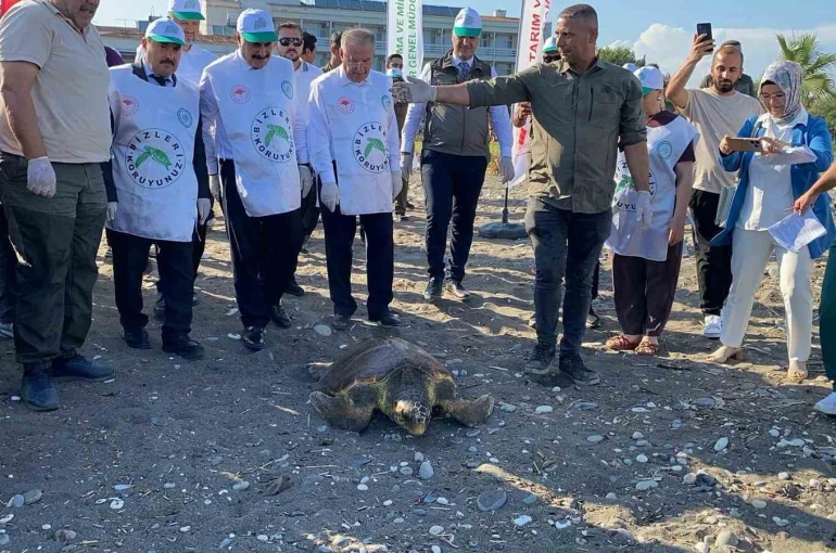 Tedavisi tamamlanan 3 deniz kaplumbağası yeniden denizle buluştu