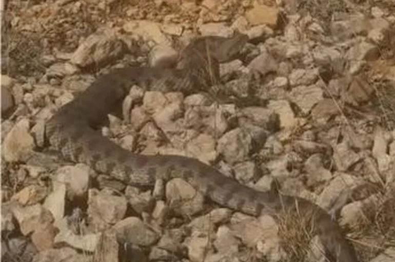 Tek ısırığı bir insanı öldürmeye yeten dev engerek yılanı görüntülendi