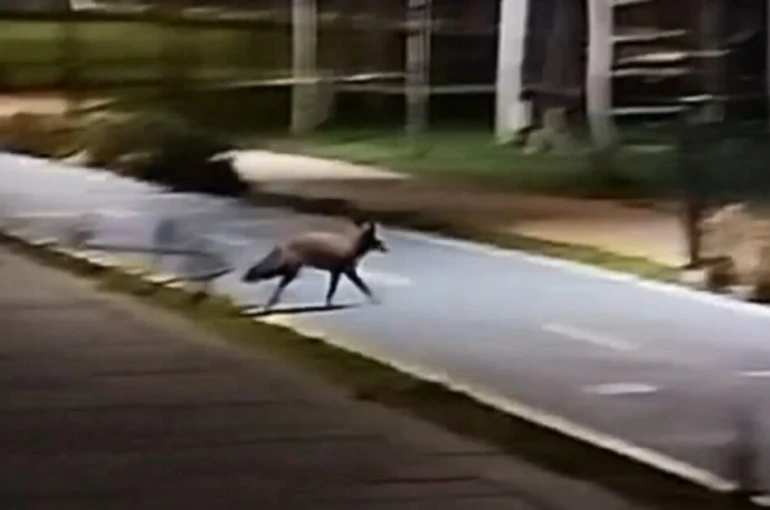 Tekirdağ sahilde tilki görüntülendi