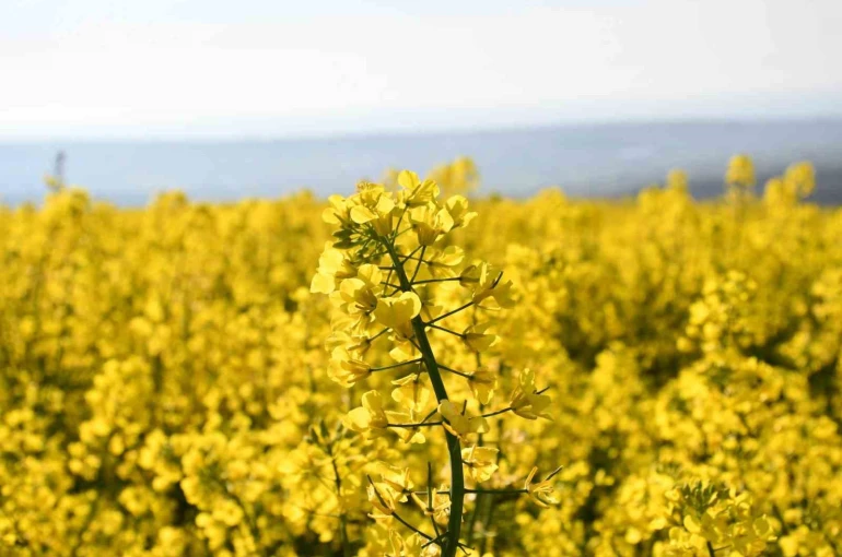 Tekirdağ sarıya büründü: Kanola tarlaları kartpostallık manzaralar oluşturdu 