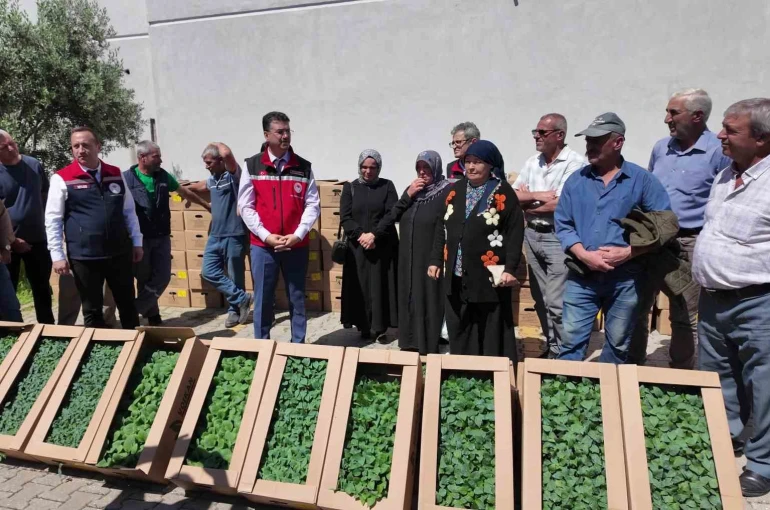 Tekirdağ’da 407 üreticiye 256 bin yazlık sebze fidesi dağıtıldı 