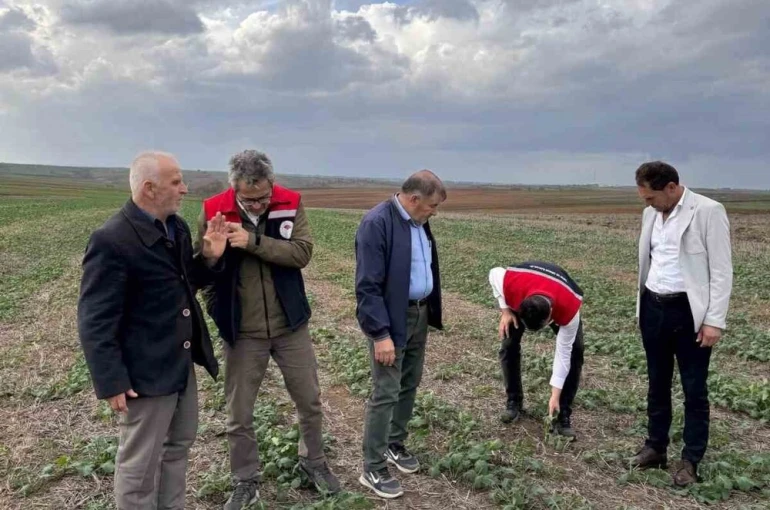 Tekirdağ’da anıza kanola ekimi 