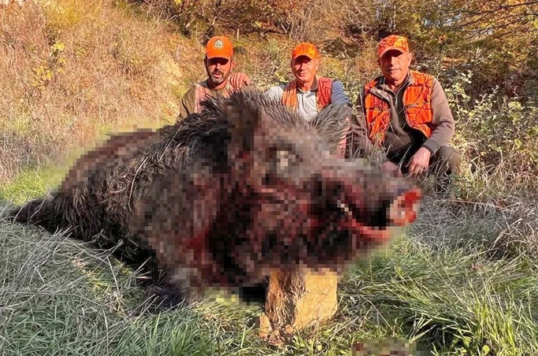 Tekirdağ’da avcılar bile şaşırdı: 300 kiloluk yaban domuzu avlandı 