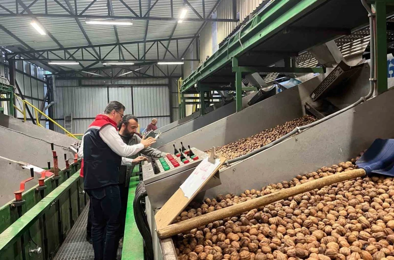 Tekirdağ’da ceviz ekim alanları genişliyor